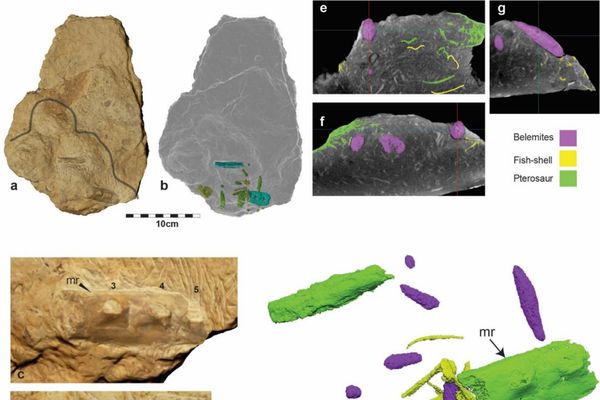 Fig. 5. Bloco com conteúdo estomacal. (a) Bloco com a região globular destacada e dois ossos de pterossauro expostos; (b) Bloco em transparência mostrando pterossauro, fragmentos de conchas e belemnites; (c) Close-up in situ do fragmento de dentário de pterossauro; (d) Renders digitais do fragmento de dentário; (e) Render 3D do possível extremo proximal do dentário no contato quadrado‑articular; (f–h) Imagens de tomografia por nêutrons do conteúdo intestinal, incluindo belemnites, peixes, fragmentos de conchas e pterossauro; (i) Renders 3D do conteúdo intestinal. Abreviação: mr, crista medial Fig. 5. Bloco com conteúdo estomacal. (a) Bloco com a região globular destacada e dois ossos de pterossauro expostos; (b) Bloco em transparência mostrando pterossauro, fragmentos de conchas e belemnites; (c) Close-up in situ do fragmento de dentário de pterossauro; (d) Renders digitais do fragmento de dentário; (e) Render 3D do possível extremo proximal do dentário no contato quadrado‑articular; (f–h) Imagens de tomografia por nêutrons do conteúdo intestinal, incluindo belemnites, peixes, fragmentos de conchas e pterossauro; (i) Renders 3D do conteúdo intestinal. Abreviação: mr, crista medial - Sputnik Brasil