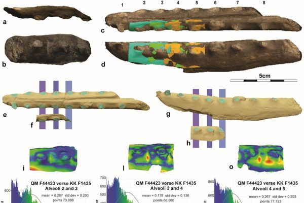 Fig. 6. Comparação de fragmentos de dentário dos alvéolos 2–3, 3–4 e 4–5 de Ornithocheiridae indet. QM F44423 com KK F1435 (pterossauro digerido), por análise pareada. KK F1435: (a) vista oclusal; (b) vista labial. QM F44423: (c) vista oclusal; (d) vista labial. (e–h) Alinhamentos inter‑alveolares em vistas oclusal e labial para ambos os espécimes. (i–k) Comparação dos alvéolos 2–3; (l–n) dos alvéolos 3–4; (o–q) dos alvéolos 4–5 Fig. 6. Comparação de fragmentos de dentário dos alvéolos 2–3, 3–4 e 4–5 de Ornithocheiridae indet. QM F44423 com KK F1435 (pterossauro digerido), por análise pareada. KK F1435: (a) vista oclusal; (b) vista labial. QM F44423: (c) vista oclusal; (d) vista labial. (e–h) Alinhamentos inter‑alveolares em vistas oclusal e labial para ambos os espécimes. (i–k) Comparação dos alvéolos 2–3; (l–n) dos alvéolos 3–4; (o–q) dos alvéolos 4–5 - Sputnik Brasil