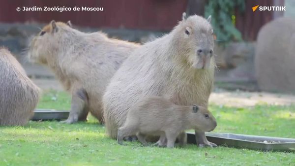 Nova geração de capivaras no Zoológico de Moscou! - Sputnik Brasil