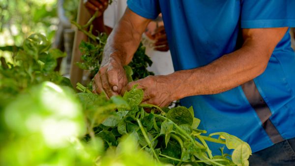 Agricultores fazem a colheita de produtos destinados ao Programa de Aquisição de Alimentos do governo federal. Rio de Janeiro, 19 de dezembro de 2023 - Sputnik Brasil