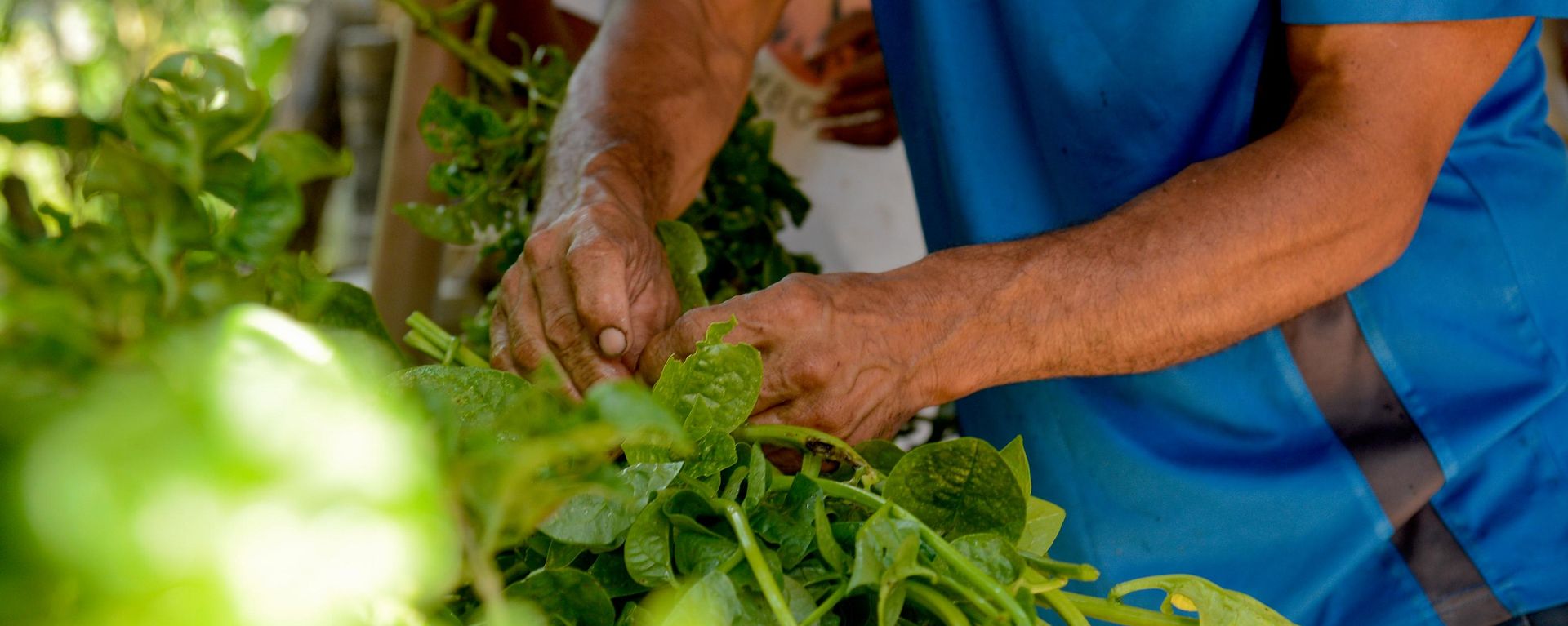 Agricultores fazem a colheita de produtos destinados ao Programa de Aquisição de Alimentos do governo federal. Rio de Janeiro, 19 de dezembro de 2023 - Sputnik Brasil, 1920, 13.08.2026