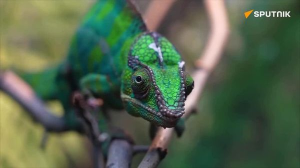 Zoo de Moscou celebra o Dia Mundial do Lagarto com curiosidades sobre os répteis - Sputnik Brasil