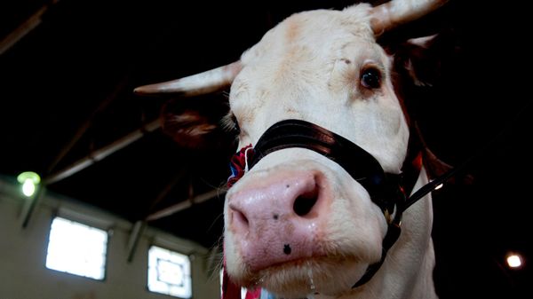 Uma vaca premiada durante a Exposição Anual da Associação Rural do Uruguai, em Montevidéu, Uruguai, 18 de setembro de 2010 - Sputnik Brasil