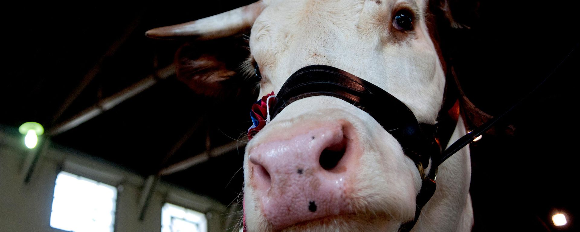 Uma vaca premiada durante a Exposição Anual da Associação Rural do Uruguai, em Montevidéu, Uruguai, 18 de setembro de 2010 - Sputnik Brasil, 1920, 02.09.2026