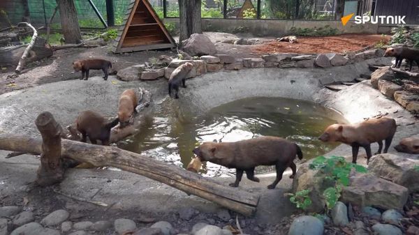 Cachorros-vinagre aproveitam piscina nos últimos dias de calor - Sputnik Brasil