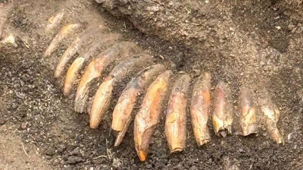 Um colar feito com 42 dentes de animais perfurados, descoberto em um túmulo de 5.000 anos perto de Zórawina, no sudoeste da Polônia - Sputnik Brasil
