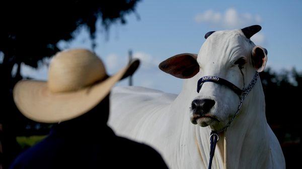 Um pecuarista observa a vaca Nelore, conhecida como Viatina-19, em uma fazenda em Uberaba, no estado de Minas Gerais, Brasil - Sputnik Brasil