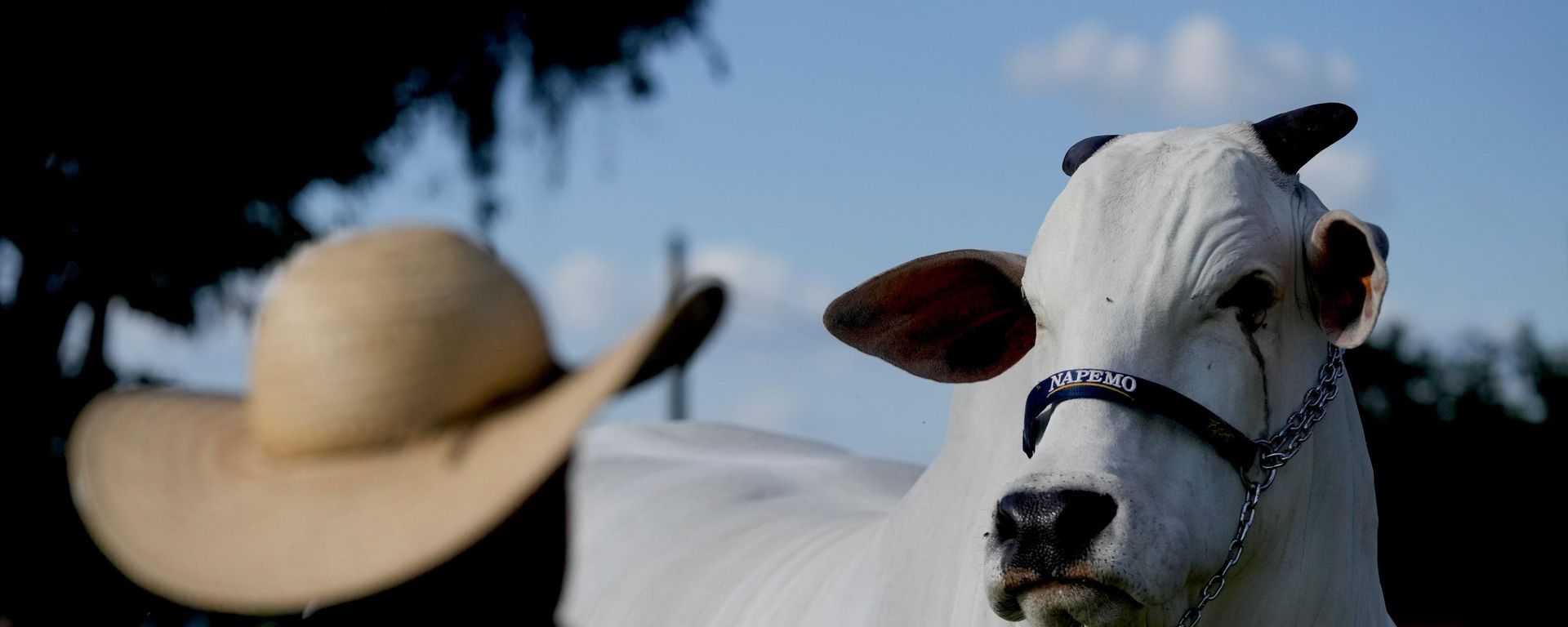 Um pecuarista observa a vaca Nelore, conhecida como Viatina-19, em uma fazenda em Uberaba, no estado de Minas Gerais, Brasil - Sputnik Brasil, 1920, 04.09.2026