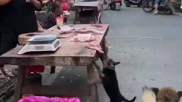 Cachorro tenta pegar pedaço de carne em banca de rua, na China - Sputnik Brasil