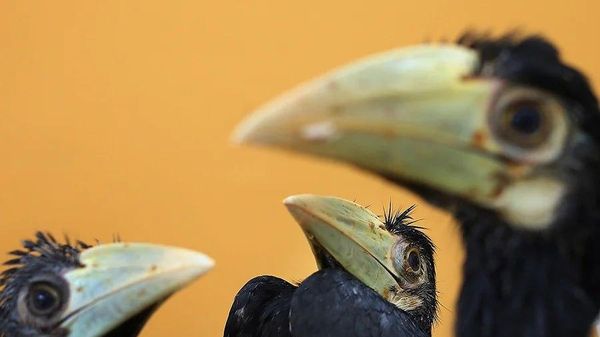 Por que animais extintos não podem simplesmente voltar à natureza? - Sputnik Brasil
