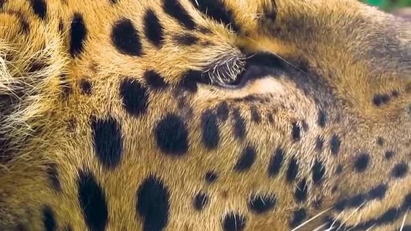 Leopardo-de-amur encanta ao ser flagrado dormindo no Zoológico de Moscou - Sputnik Brasil