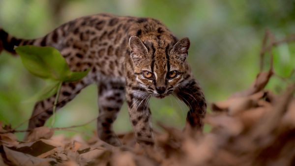 O gato Leopardus tilcayo - Sputnik Brasil