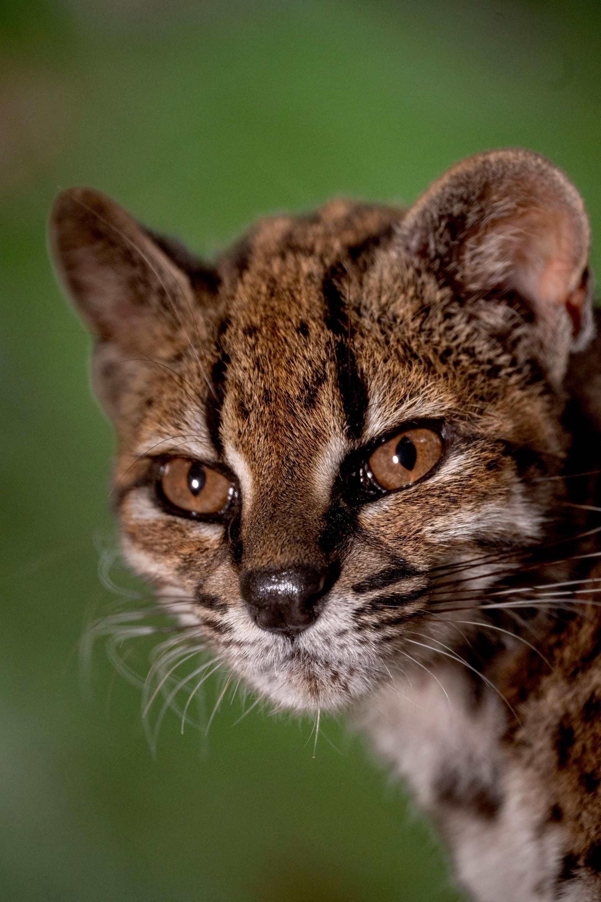 O gato Leopardus tilcayo 