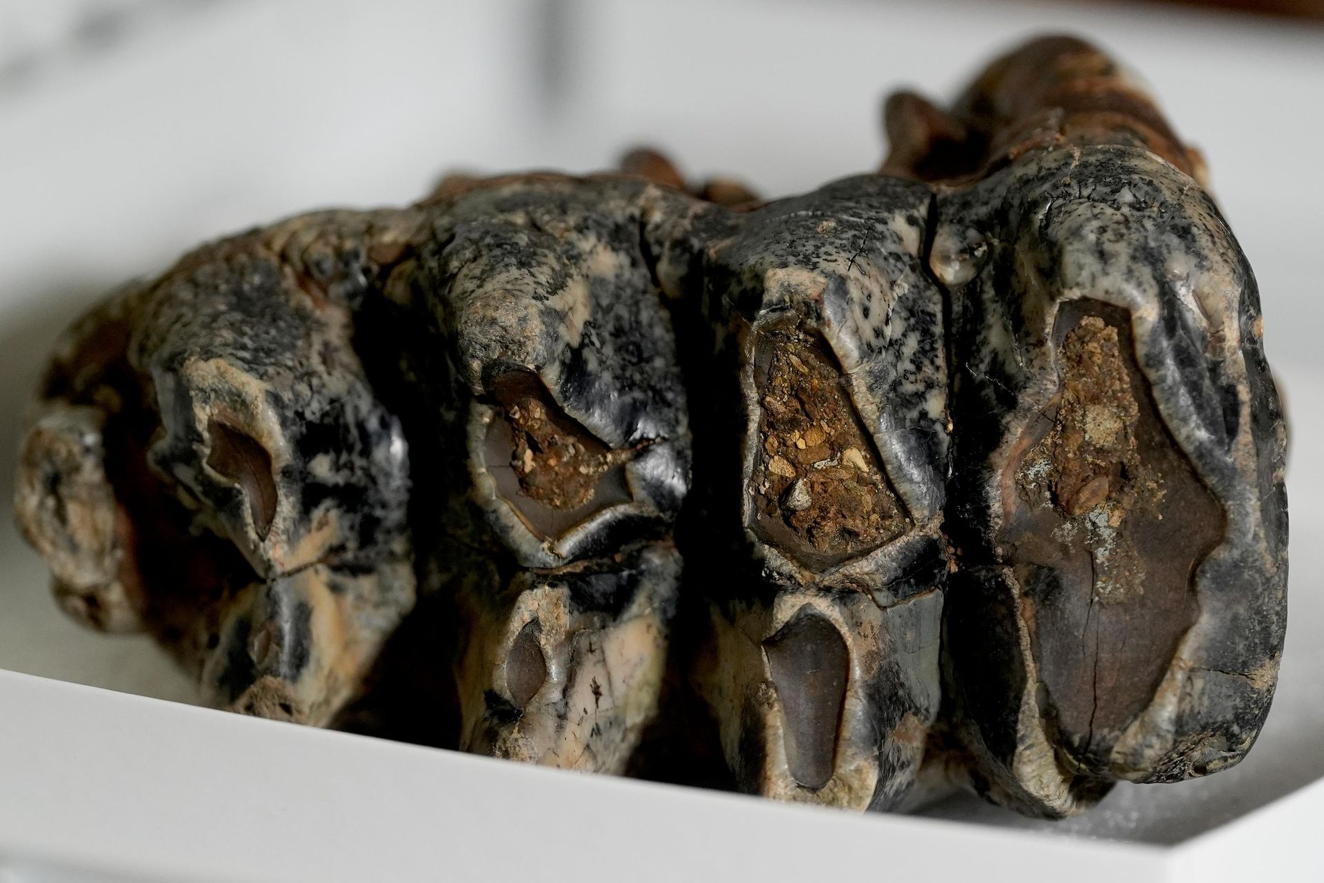 O dente fossilizado de um mastodonte descoberto em California O dente fossilizado de um mastodonte descoberto em California