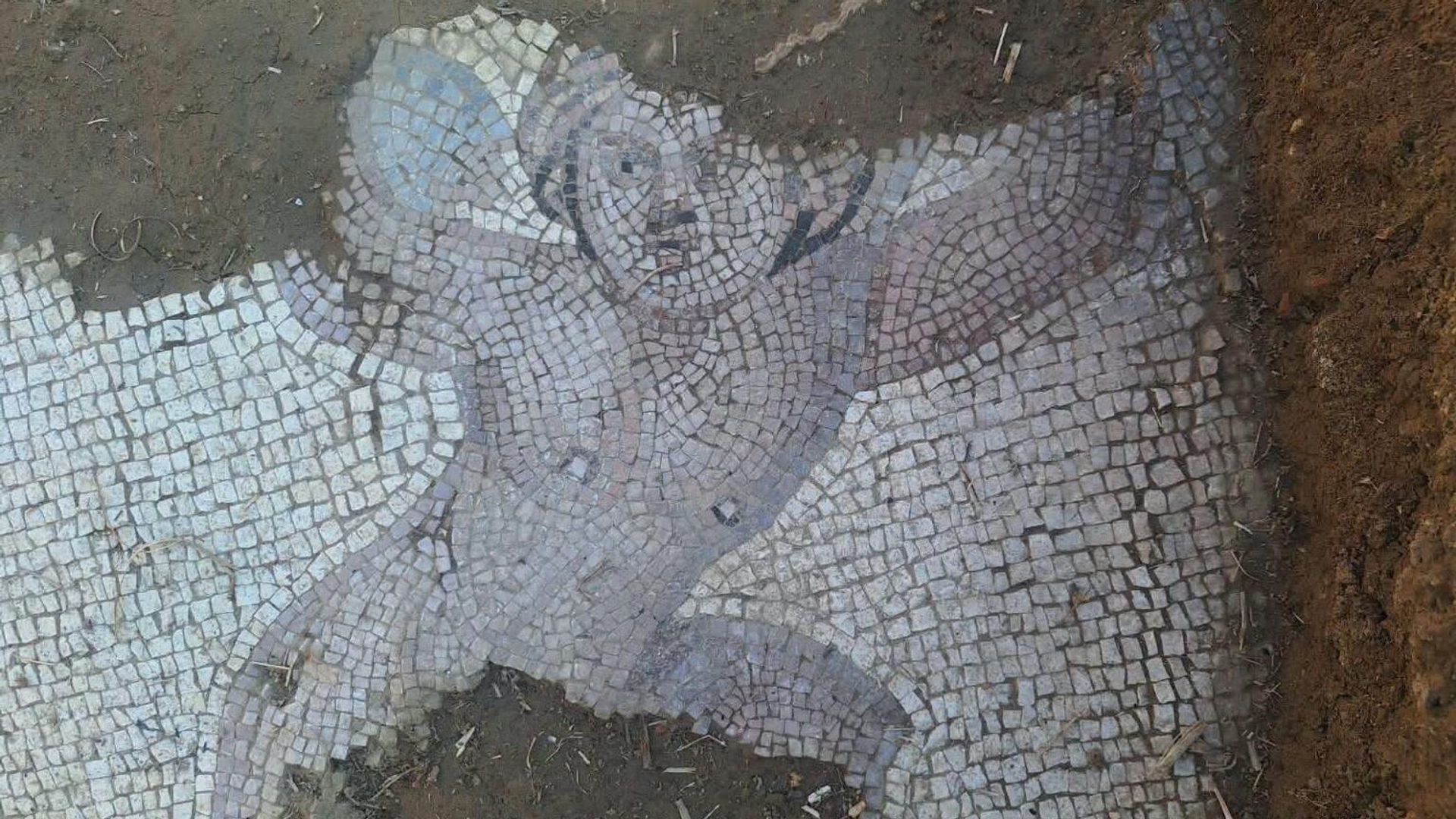 Mosaico do século IV d.C., EM Qesarat, Albânia Mosaico do século IV d.C., EM Qesarat, Albânia - Sputnik Brasil, 1920, 26.09.2026