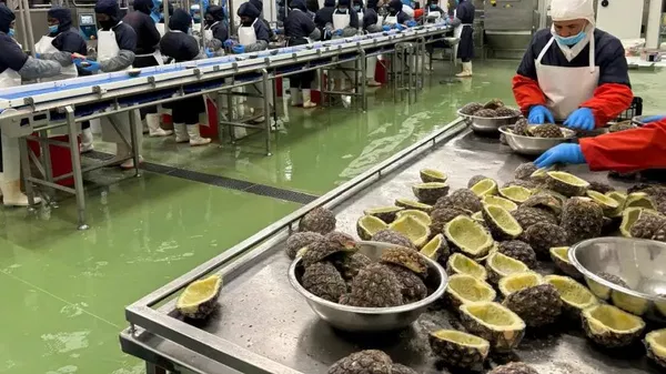 Em 2022, a Sirius Engineering foi contratada pela DC Foods para desenvolver um modelo de expansão de longo prazo. Localizada em Coega, na cidade de Gqeberha, a empresa é uma importante exportadora sul-africana de frutas congeladas, sorbets e produtos lácteos - Sputnik Brasil