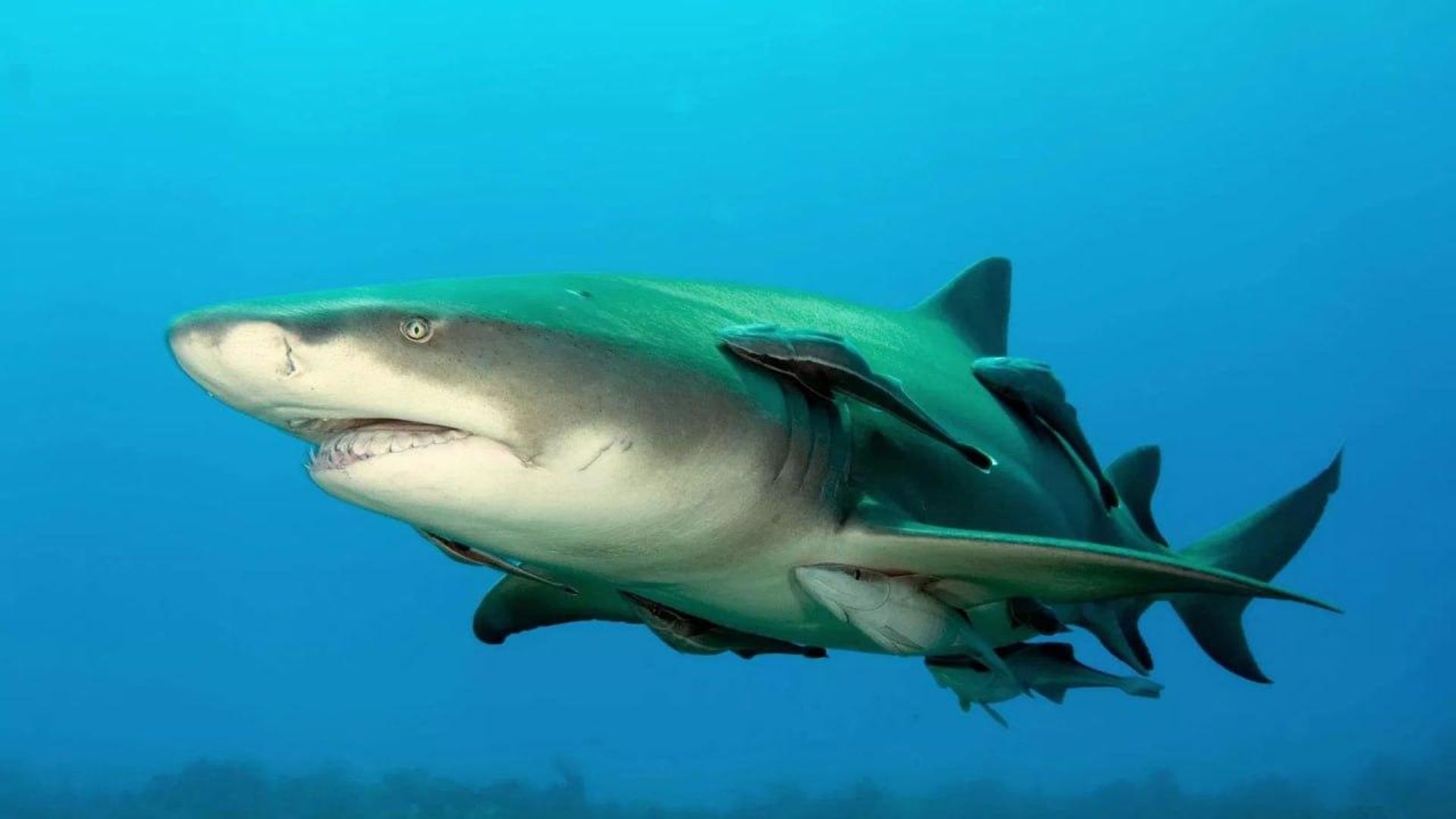 Do mar à areia: dentes fósseis de tubarão são descobertos em deserto do Egito Do mar à areia: dentes fósseis de tubarão são descobertos em deserto do Egito - Sputnik Brasil, 1920, 03.10.2026