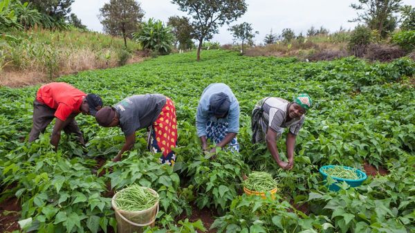 Agricultores trabalhando em áreas agrícolas em Angola - Sputnik Brasil