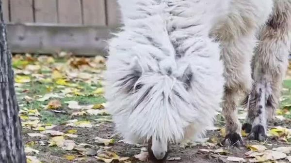 Alpaca branquinha se destaca em cenário de outono - Sputnik Brasil