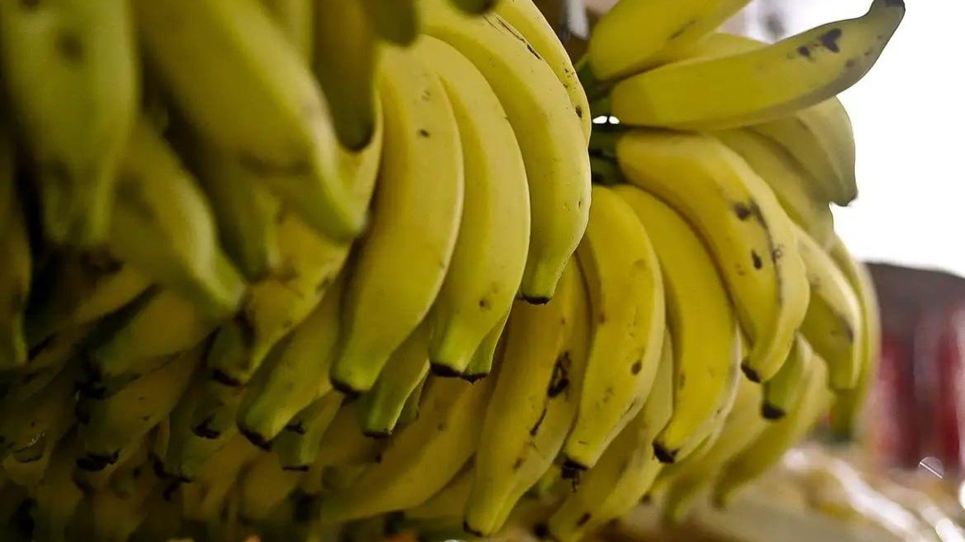 Cientistas russos desenvolvem purê de frutas e vegetais com potencial antidepressivo Cientistas russos desenvolvem purê de frutas e vegetais com potencial antidepressivo - Sputnik Brasil, 1920, 19.10.2026