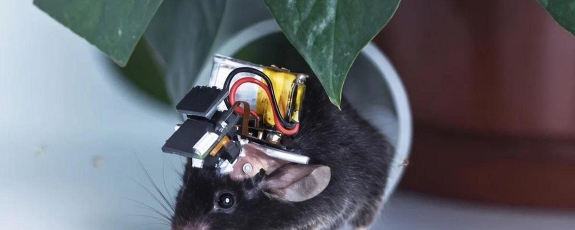 Um camundongo equipado com o Airscope, um dispositivo capaz de monitorar milhares de células cerebrais simultaneamente. Outubro de 2026. - Sputnik Brasil, 1920, 22.10.2026