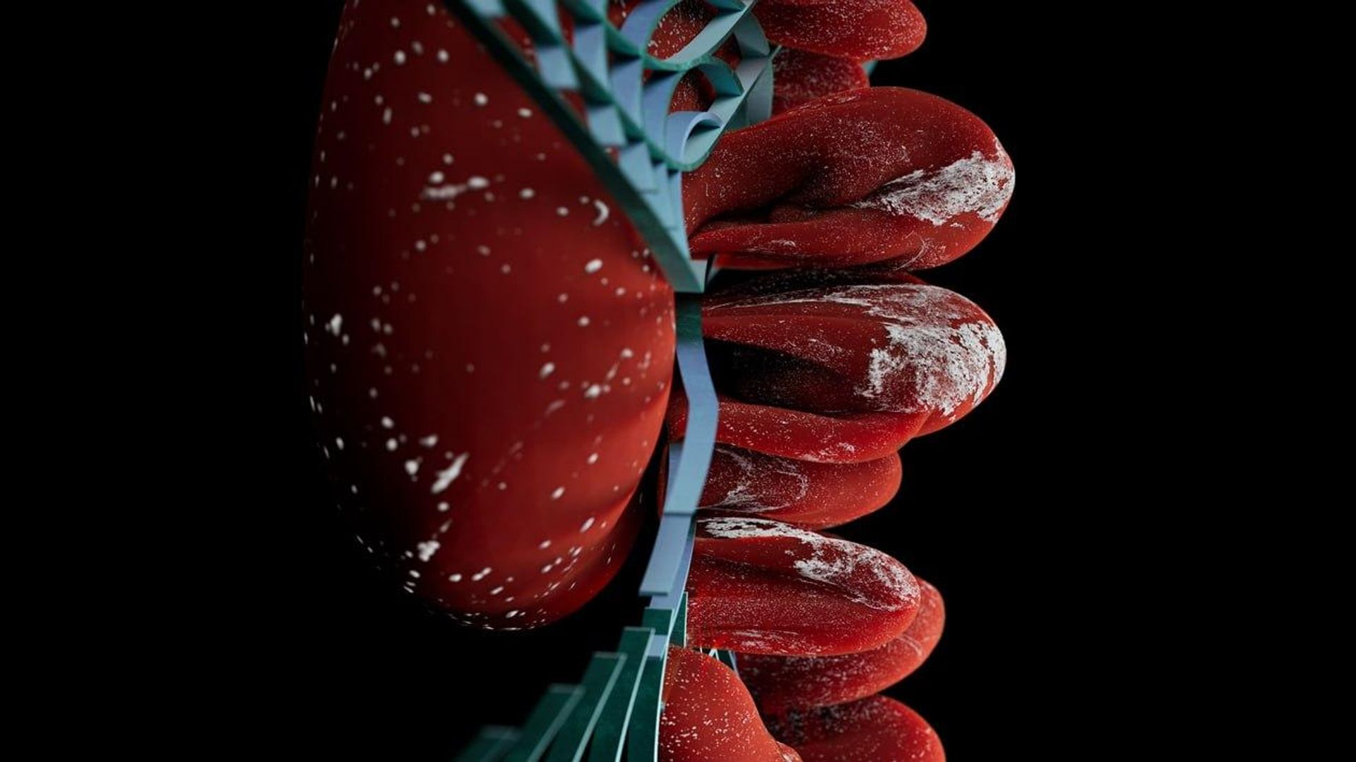 Novo exame detecta 97,9% das lesões de câncer renal em estudo Novo exame detecta 97,9% das lesões de câncer renal em estudo - Sputnik Brasil, 1920, 24.10.2026