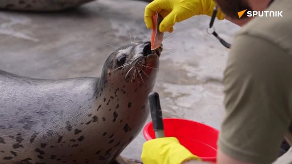 Filhotes de foca-malhada são resgatados e passam a viver no Zoológico de Moscou - Sputnik Brasil