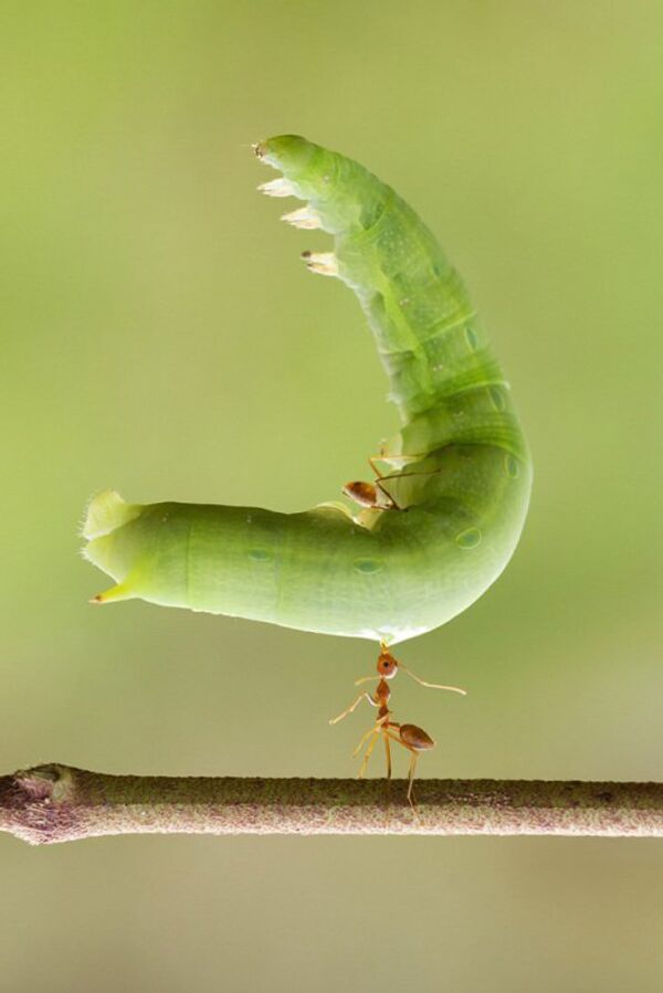 Estudo revela por que formigas são excepcionalmente fortes - Sputnik Brasil