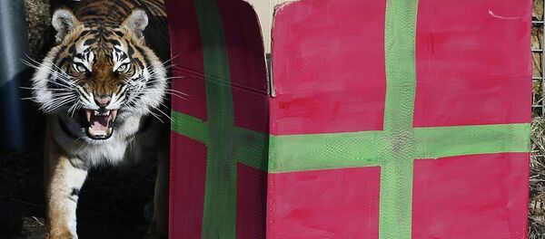 Um tigre - Sputnik Brasil