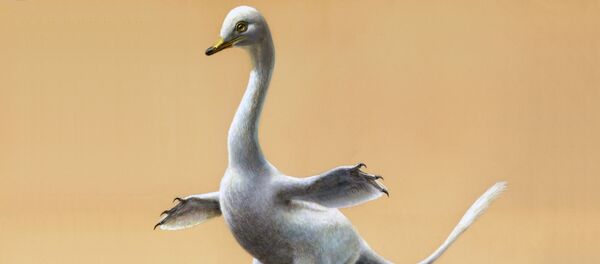 Dinossauro Halszkaraptor escuilliei (ilustração) Dinossauro Halszkaraptor escuilliei (ilustração) - Sputnik Brasil