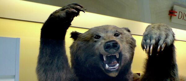 Angry bear Angry bear - Sputnik Brasil