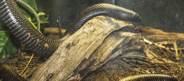 Píton Calabar - Sputnik Brasil