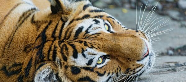 Tigre (imagem referencial) - Sputnik Brasil