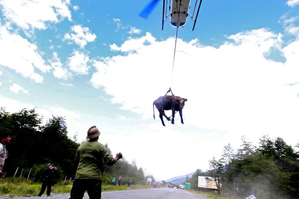 Vaca sendo transportada por um helicóptero após um deslizamento de terra em Villa Santa Lucia, no Chile, em 18 de dezembro de 2017 - Sputnik Brasil