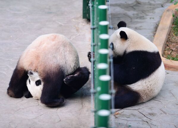 Pandas brincam no jardim zoológico de Shenyang, na China, em 20 de dezembro de 2017 - Sputnik Brasil