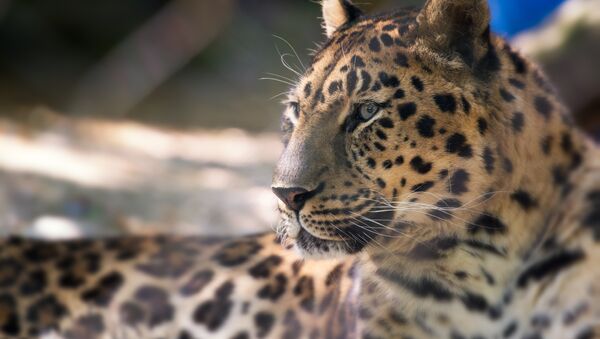 Leopardo-de-amur - Sputnik Brasil