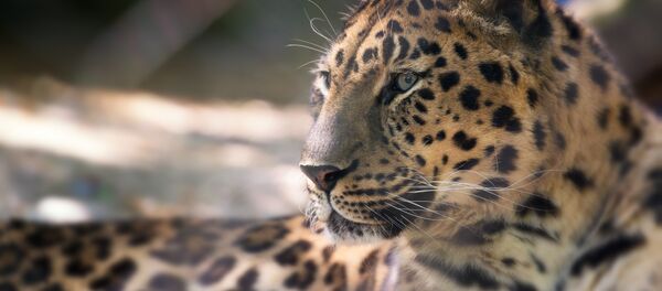 Leopardo-de-amur Leopardo-de-amur - Sputnik Brasil
