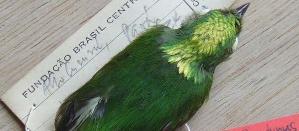 Parátipo da ave Lepidothrix vilasboasi - Sputnik Brasil