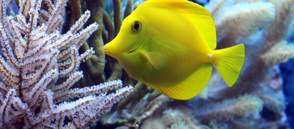 Peixe amarelo - Sputnik Brasil