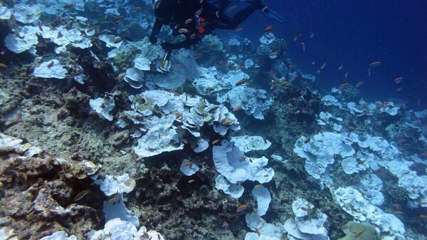 Mergulhador nas águas do oceano Pacífico olhando para corais (imagem referencial) - Sputnik Brasil