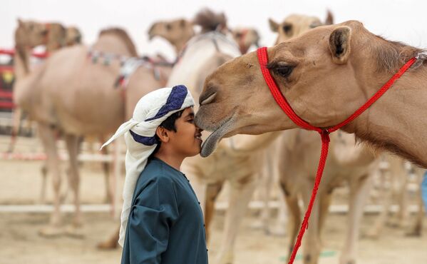 Festival de camelos nos Emirados Árabes Unidos - Sputnik Brasil