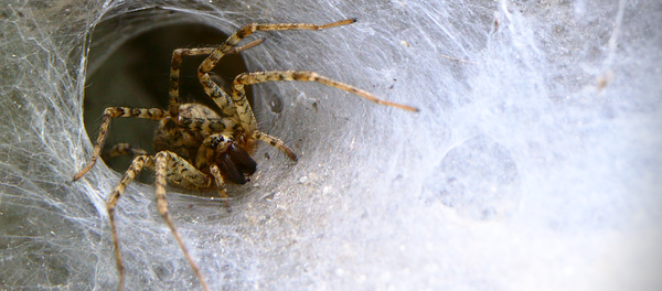 Aranha (imagem referencial) Aranha (imagem referencial) - Sputnik Brasil