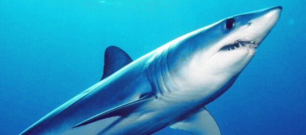 Shortfin mako shark (Isurus oxyrinchus) Shortfin mako shark (Isurus oxyrinchus) - Sputnik Brasil