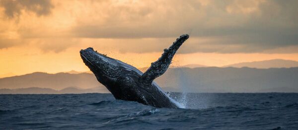 Baleia-jubarte (imagem referencial) Baleia-jubarte (imagem referencial) - Sputnik Brasil