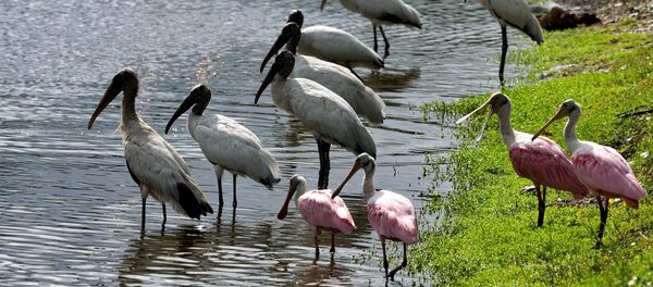 Aves em um lago - Sputnik Brasil