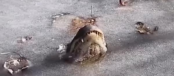 Jacaré congela no parque nacional de Shallotte River Swamp, no Estado de Carolina do Norte, nos Estados Unidos Jacaré congela no parque nacional de Shallotte River Swamp, no Estado de Carolina do Norte, nos Estados Unidos - Sputnik Brasil