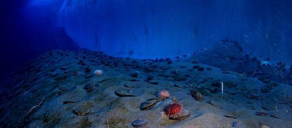 Muro de gelo no fundo marítimo - Sputnik Brasil