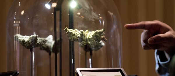 A shopper examines a cannabis display , in San Francisco during California's first day of recreational marijuana sales on Saturday, Jan. 6, 2018. - Sputnik Brasil