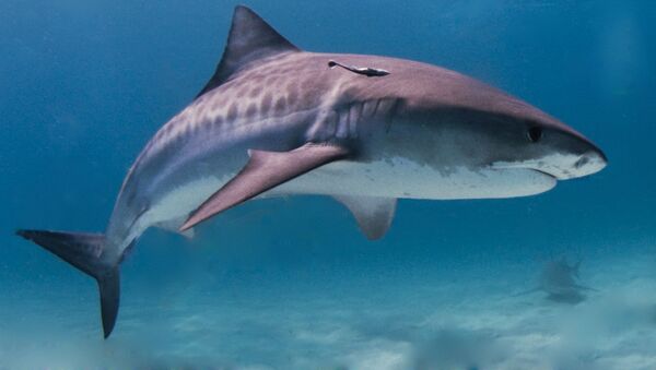Um tubarão-tigre - Sputnik Brasil