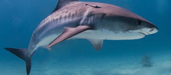 Um tubarão-tigre - Sputnik Brasil